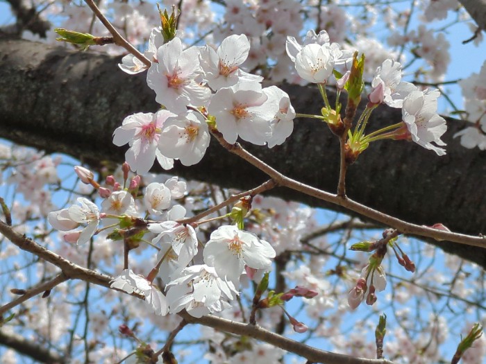 桜