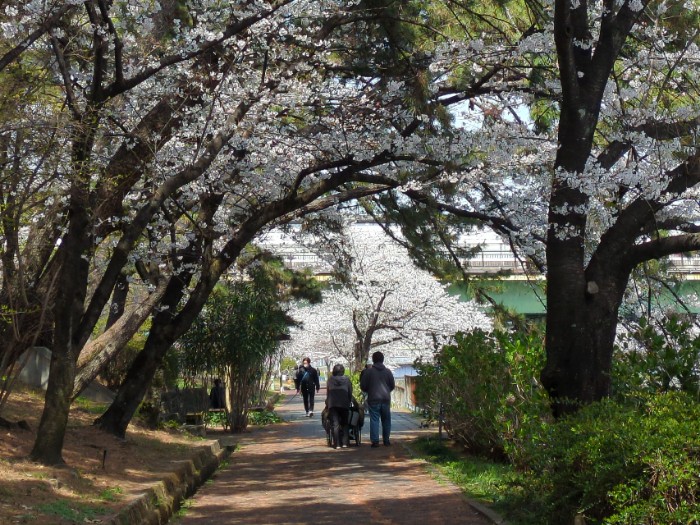 桜並木