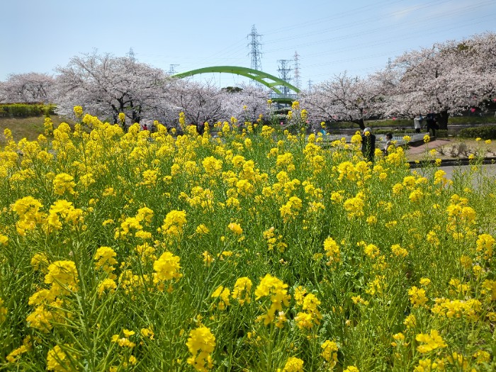 菜の花