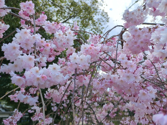桜