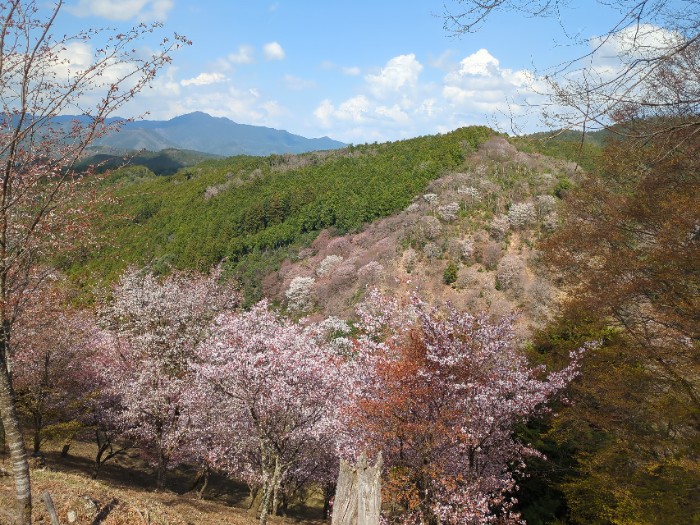 吉野山 下千本