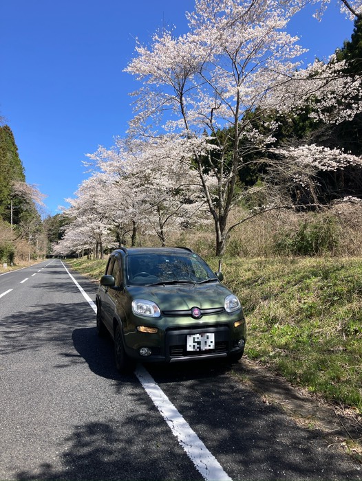 名もなき片側桜並木🌸
