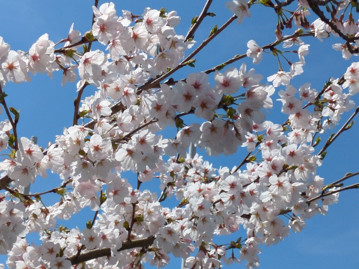 桜