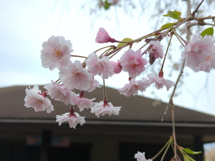桜