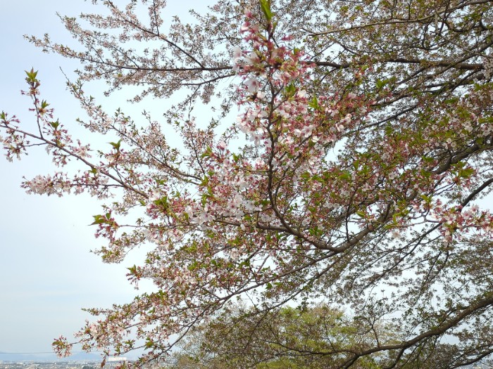 葉桜