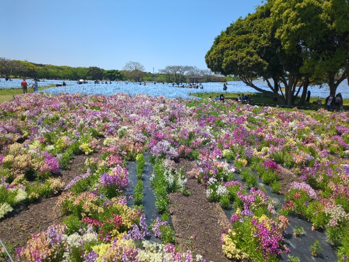 花の丘