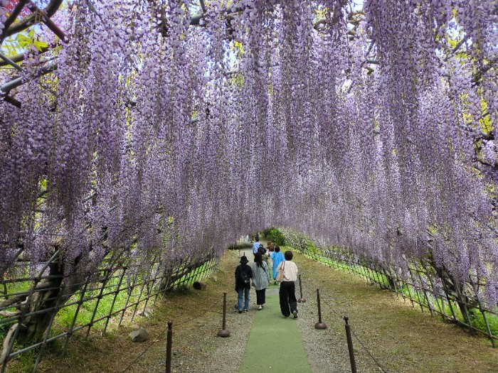 河内藤園 藤のトンネル