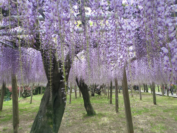 河内藤園 藤棚