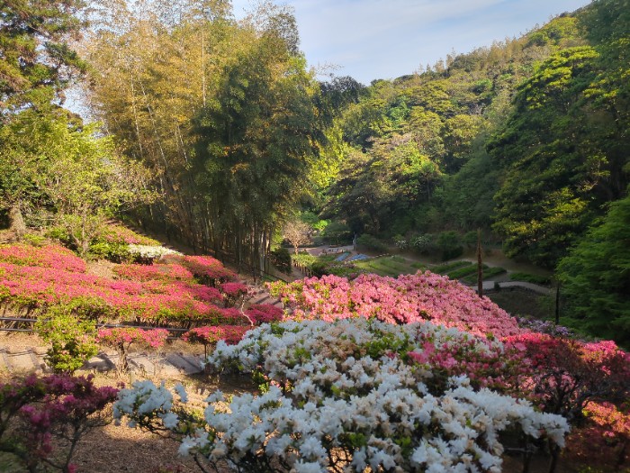 花の谷