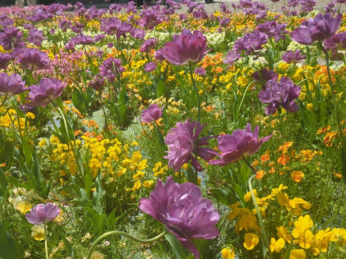 季節の花