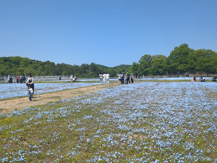ネモフィラ畑