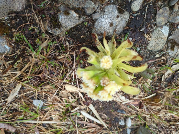 ふきの花
