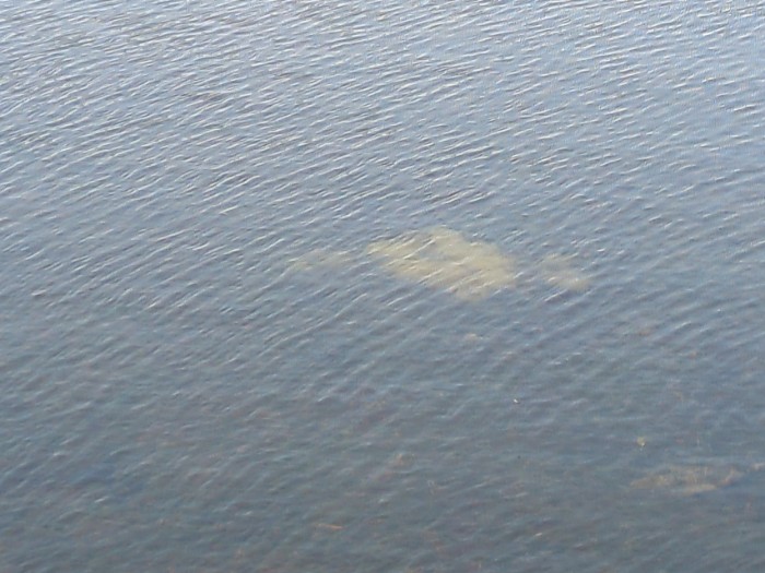山椒魚の卵