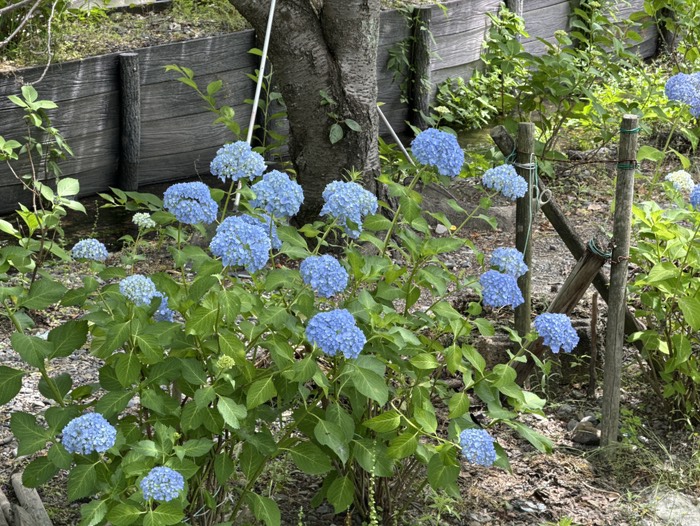 紫陽花