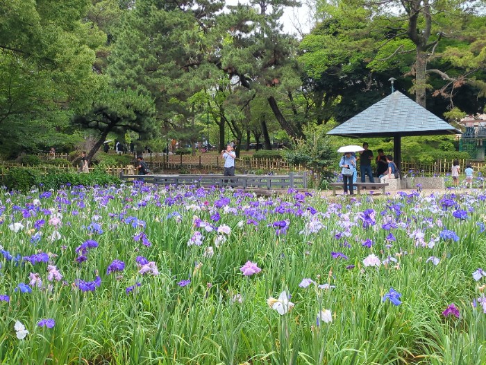 菖蒲池