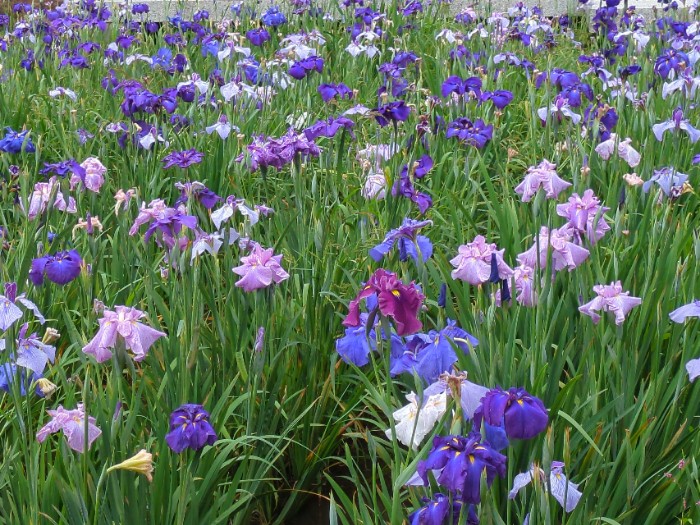 菖蒲池