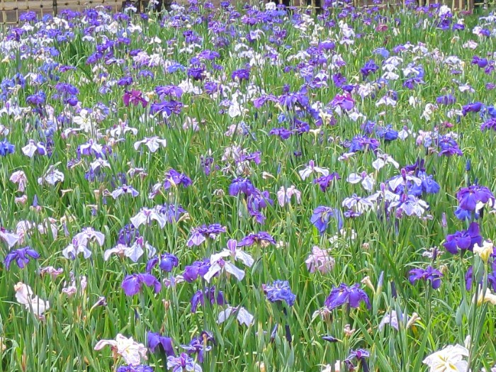 菖蒲池