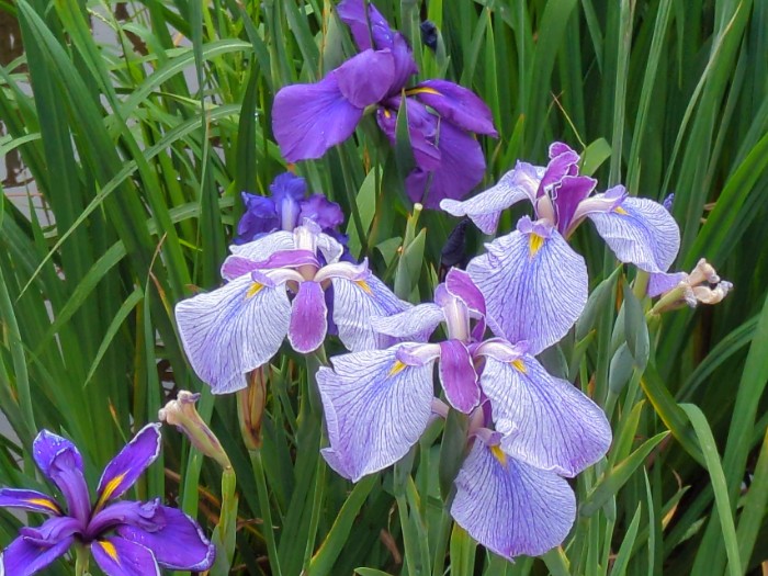 菖蒲
