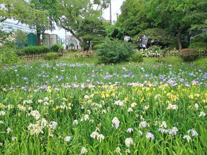 菖蒲池