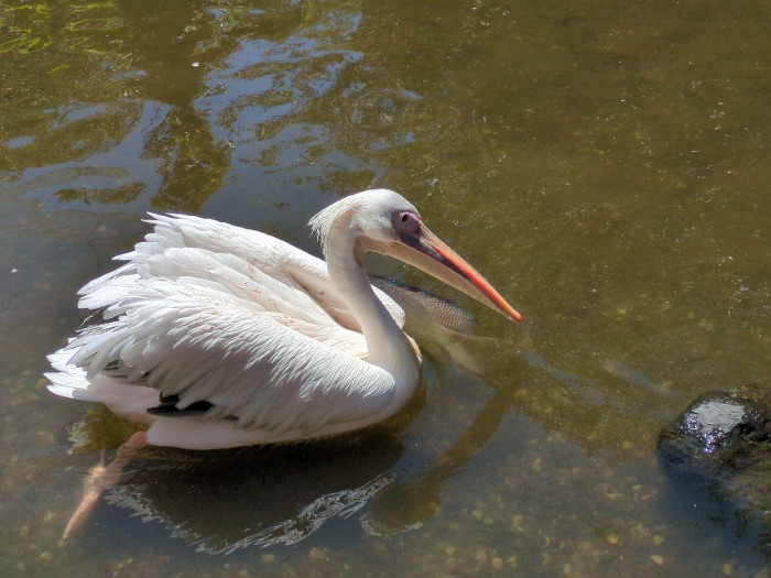 ペリカン