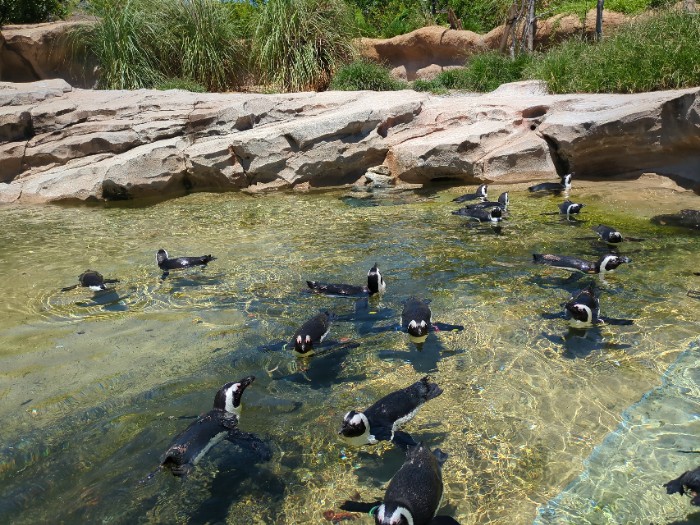 ペンギン
