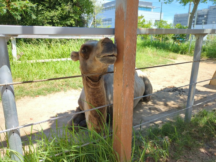 ラクダ