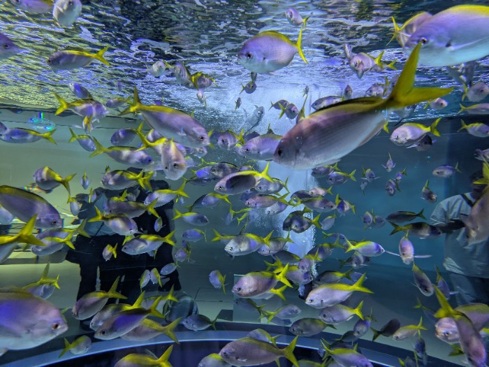 水族館 atoa