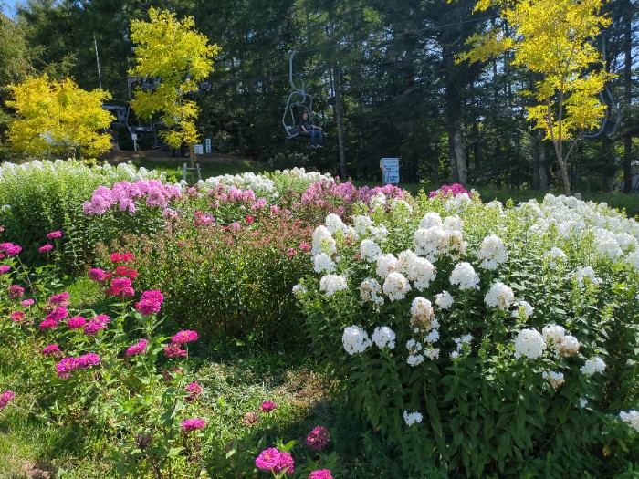 お花畑