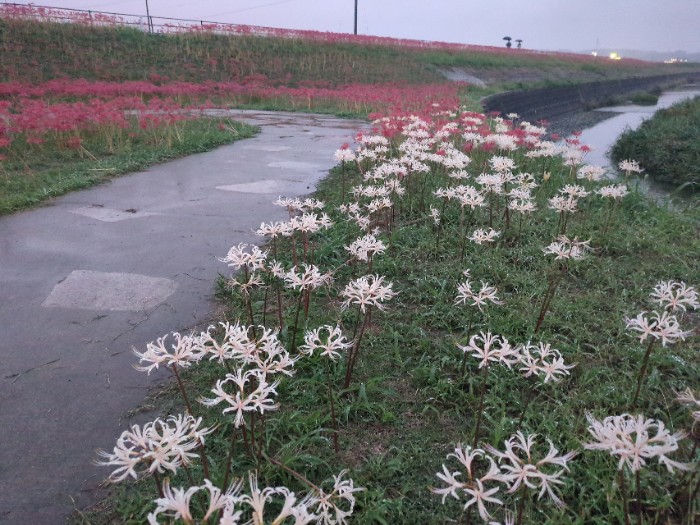 白い花