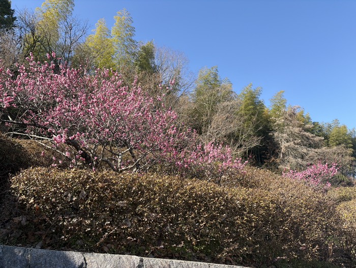 道の駅に梅が咲いてた