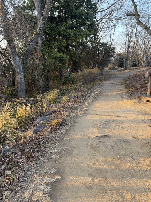 イノシシが居るという情報あり