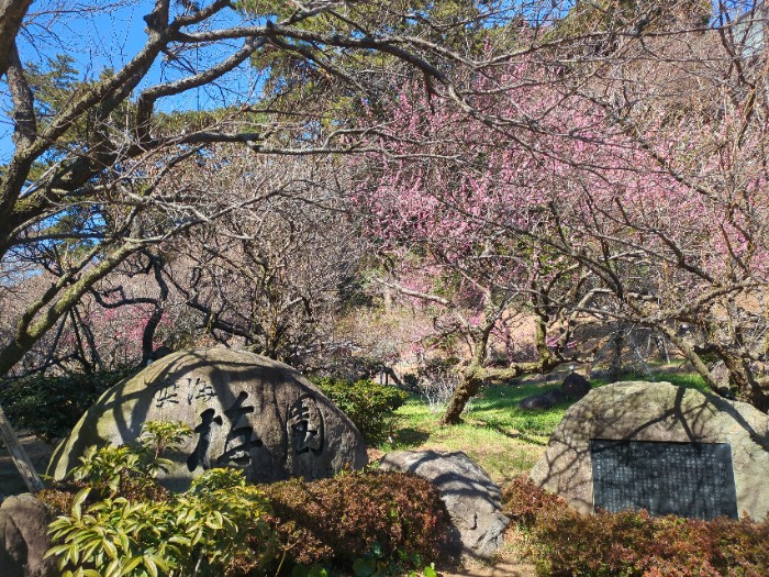 熱海梅園