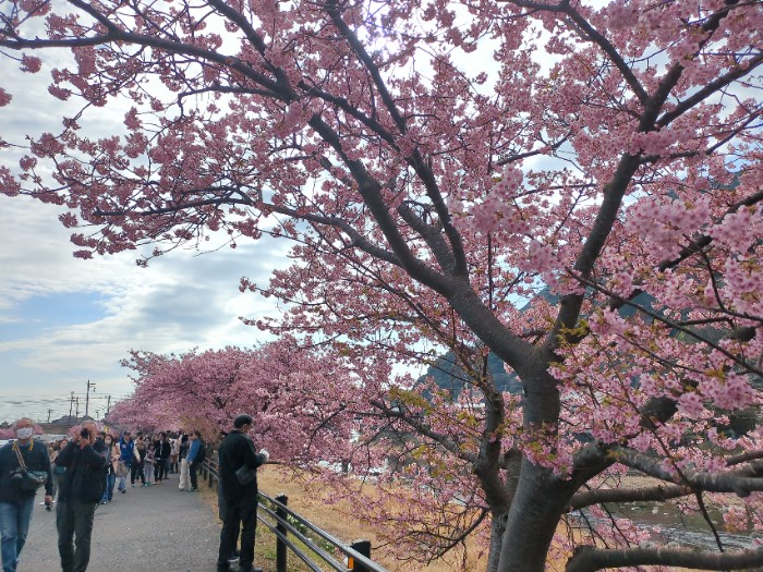 河津桜