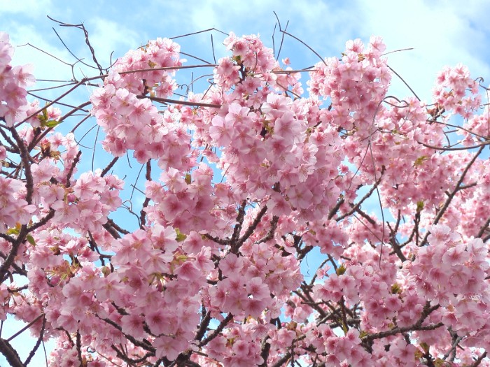 河津桜