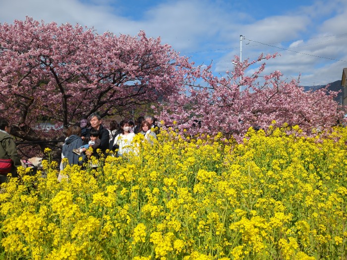 河津桜並木 菜の花ロード
