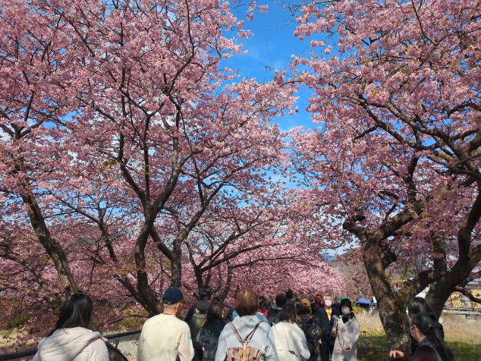 河津桜並木