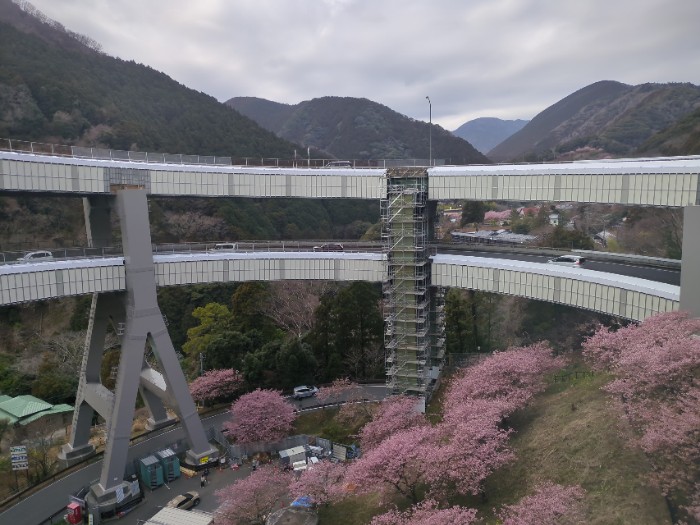 河津桜 七滝ループ橋