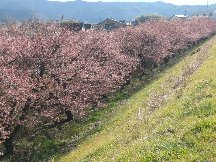 かんなみの桜