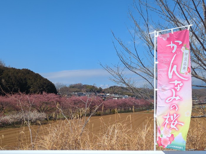 かんなみの桜