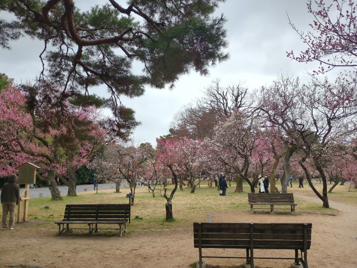 京都御苑 梅林