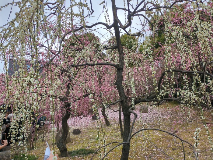 城南宮 神苑 しだれ梅