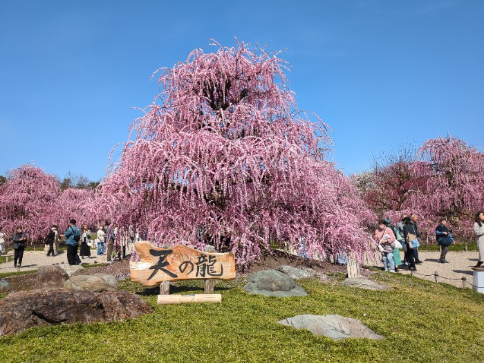 鈴鹿の森庭園 天の竜