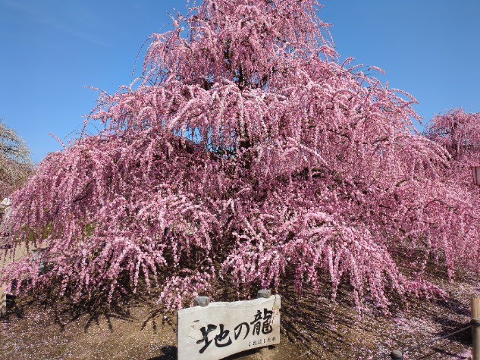 鈴鹿の森庭園 地の竜