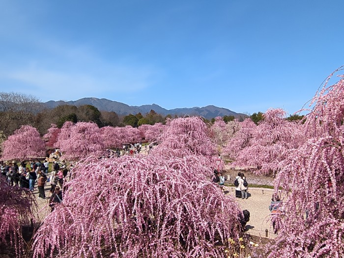 見晴らし台より