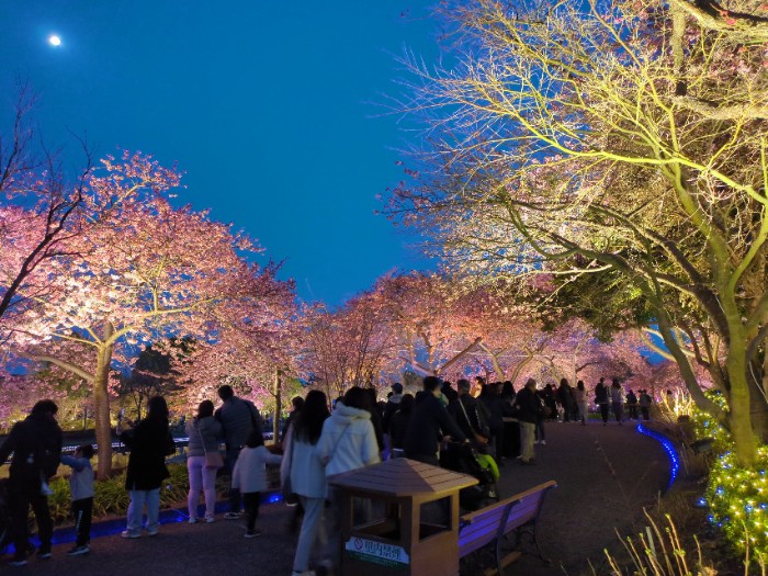 河津桜 ライトアップ