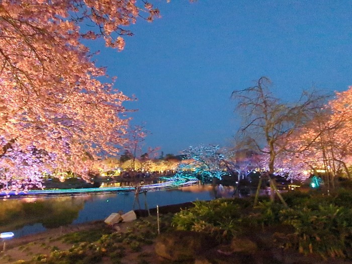 なばなの里 ライトアップ