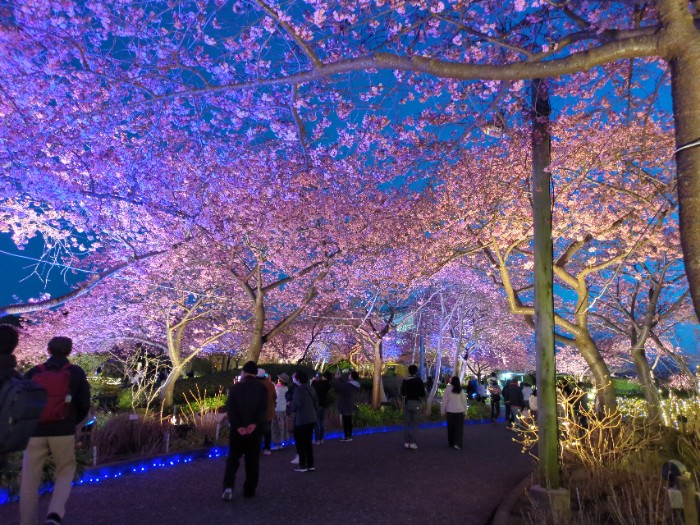 河津桜 ライトアップ