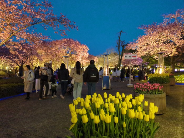なばなの里 ライトアップ