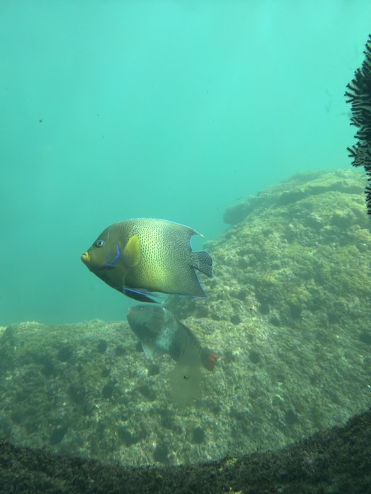 人を見つけると寄ってくるみたい