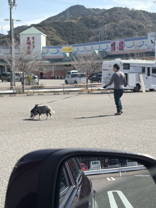 豚を散歩させてる(キャンピングカー乗ってる)
